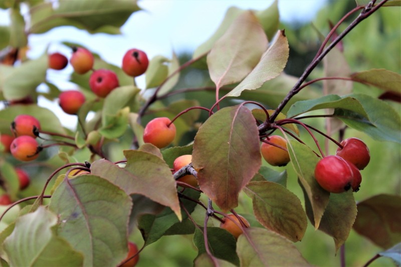 les fruits du pommier ornemental rudolph