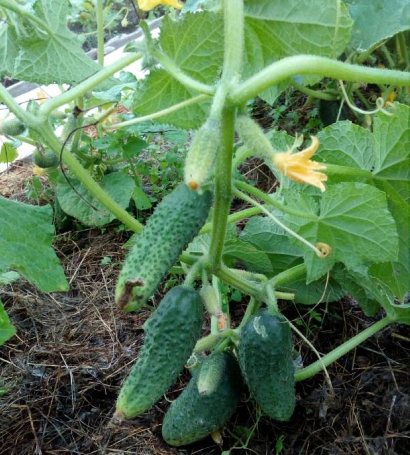 Características de los pendientes de esmeralda de pepinos en crecimiento.