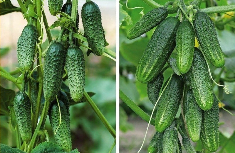 característicos aretes de pepino esmeralda