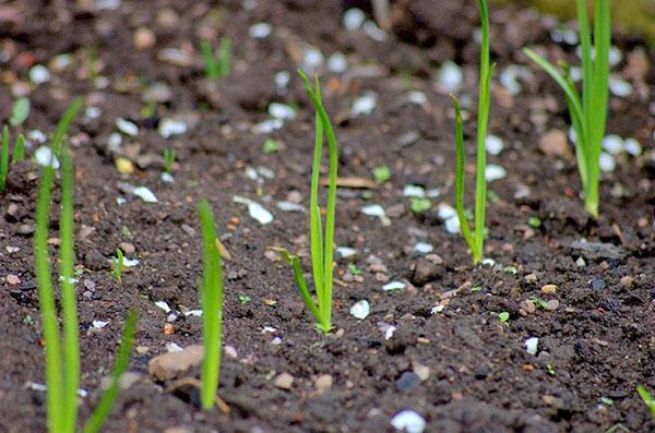 fertiliser les oignons au printemps