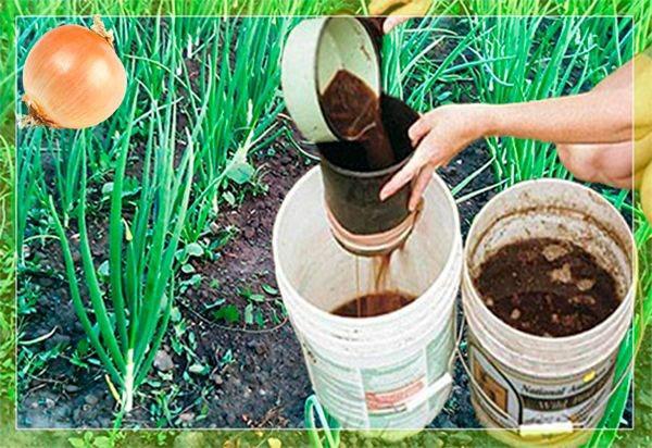 fertiliser les oignons en été