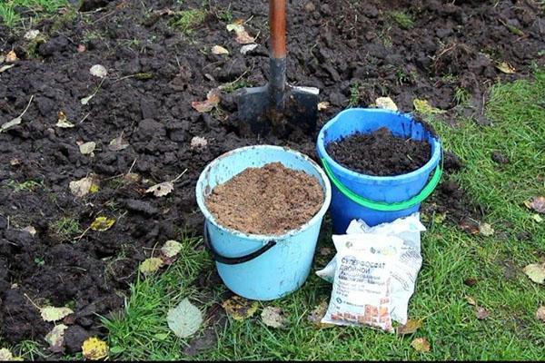 préparation du sol pour les oignons en automne