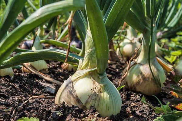 comment fertiliser les oignons