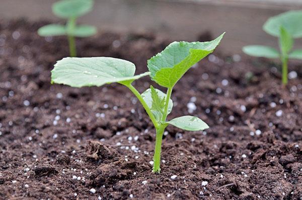 cómo fertilizar pepinos después de plantar
