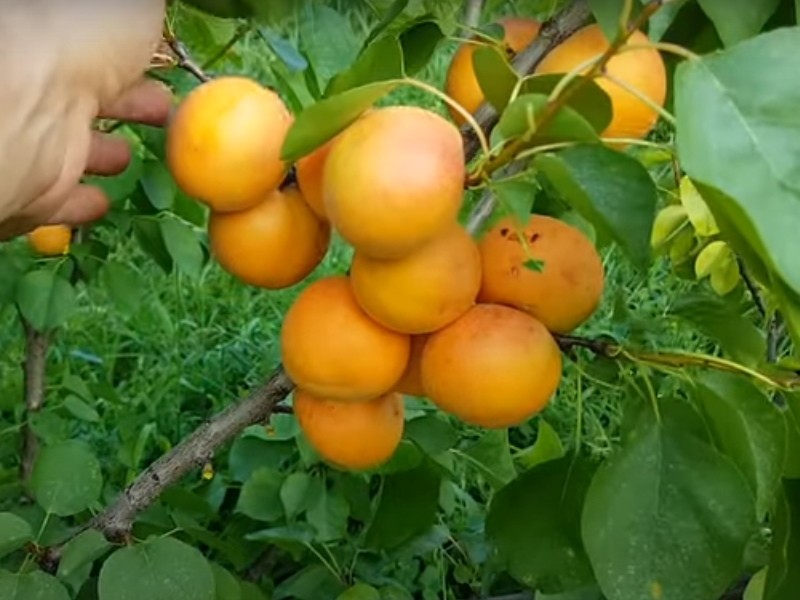 características del melocotón albaricoque