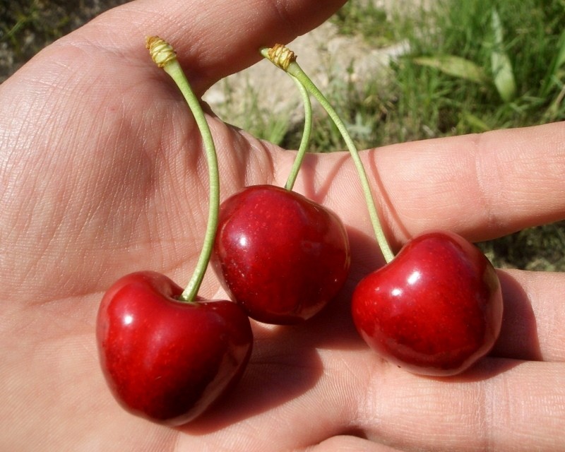 Bayas de cereza Ashinskaya