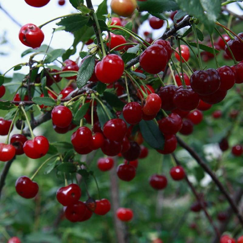 pros y contras de las cerezas ashinska