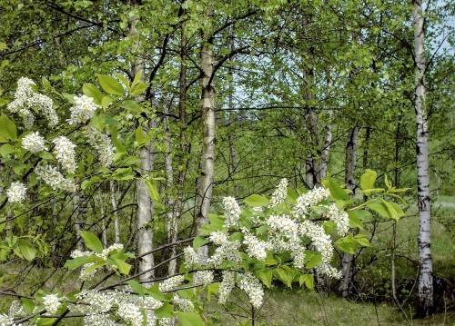 cereza de pájaro en el bosque