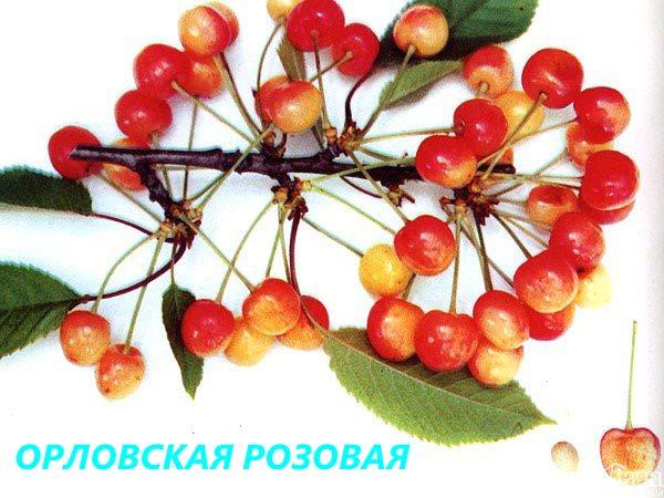grade Orlovskaya rose