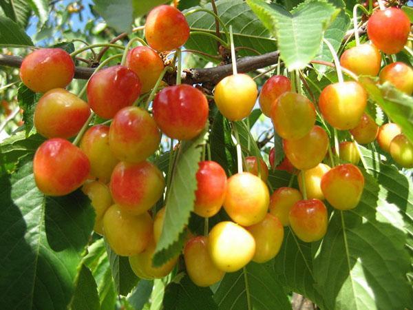 récolte de cerises en banlieue