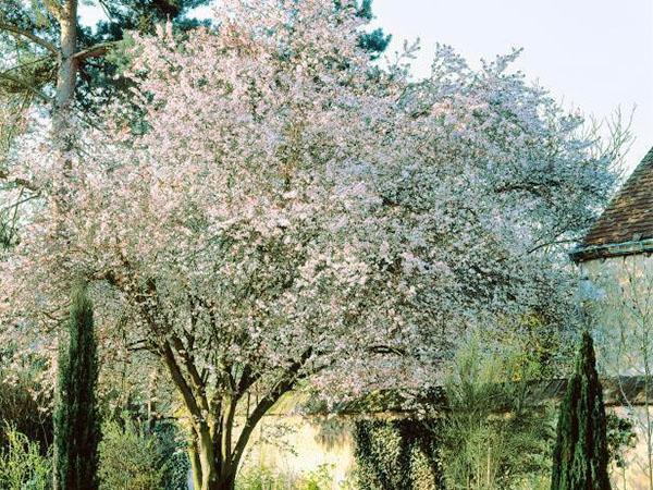 cerisiers en fleurs en banlieue
