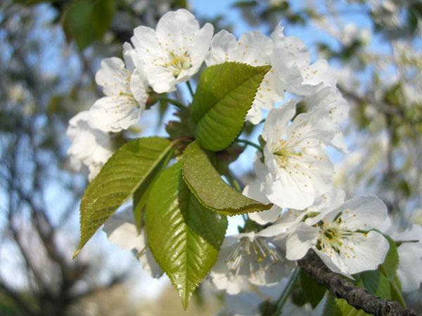 fleurs de cerisier Iput