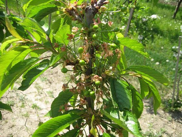 primera fructificación de cerezas Iput