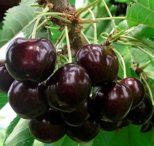 cerezas maduras Iput