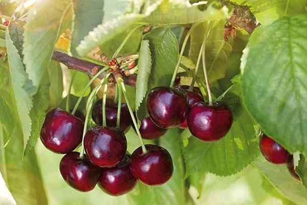 Iput de grado cereza