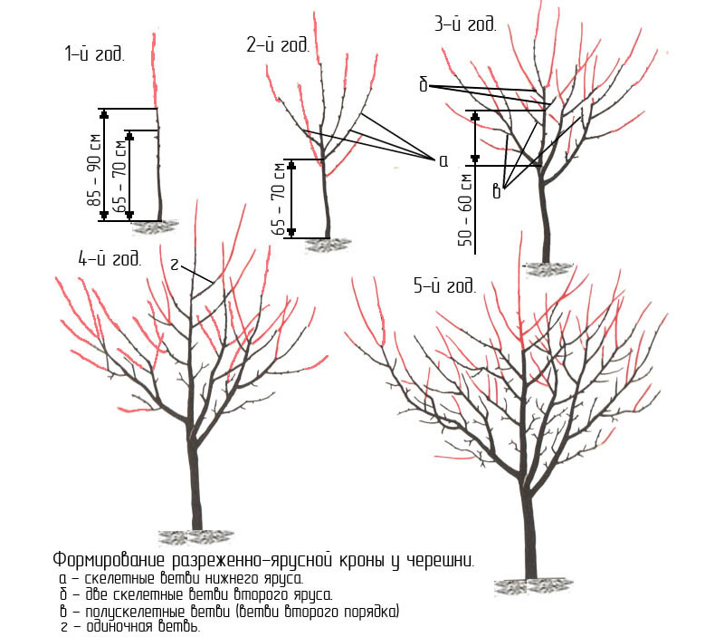 formación de corona de cereza