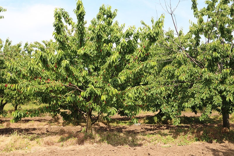 cerisier de taille moyenne