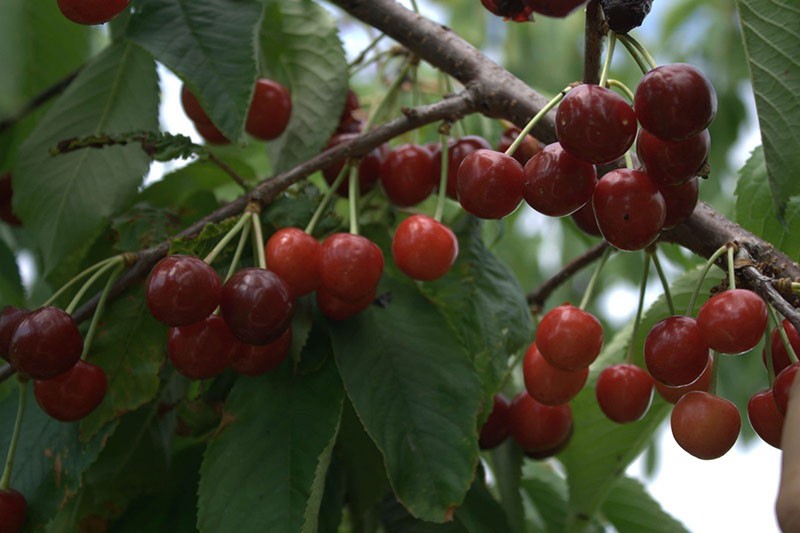 las cerezas están madurando Lyubimitsa Astakhova