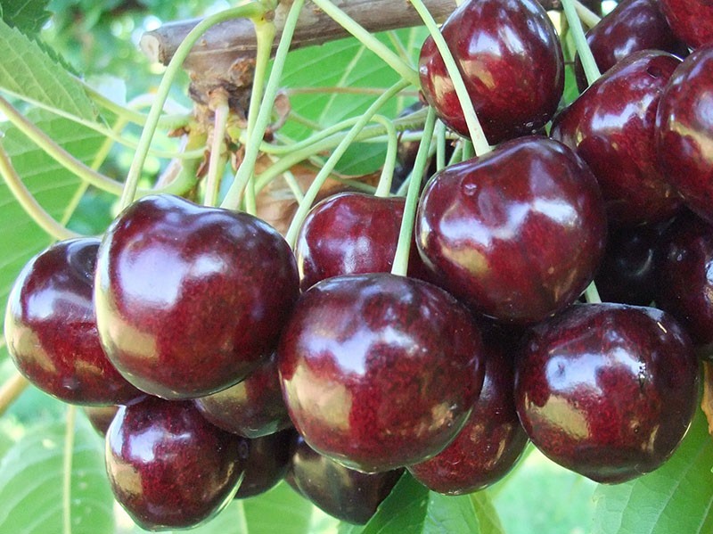 cerises mûres juteuses