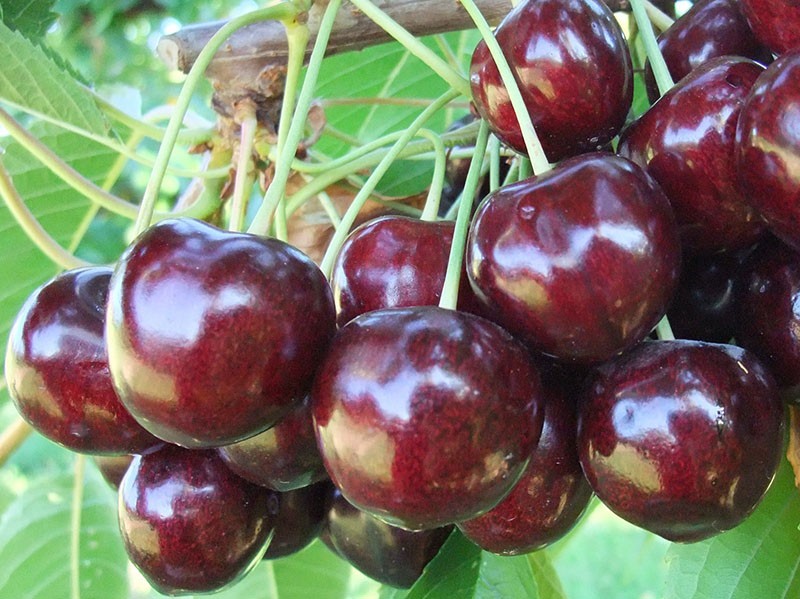 cerezas maduras jugosas