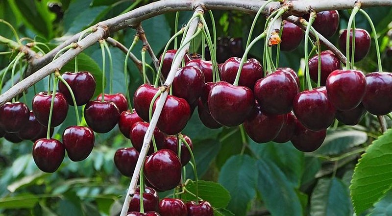 cerise douce en fructification