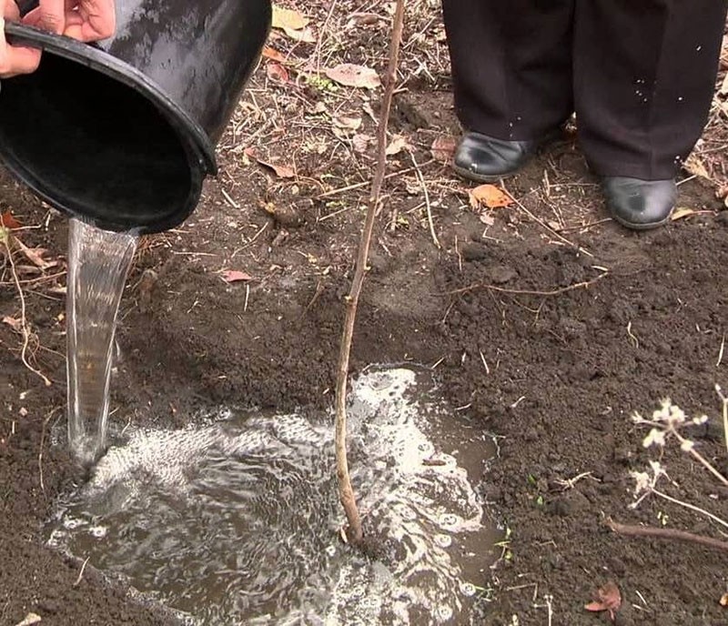 planter un jeune cerisier de la variété Lyubimitsa Astakhova