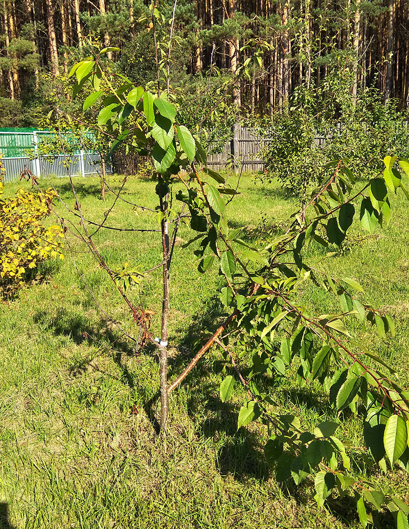 arbol joven