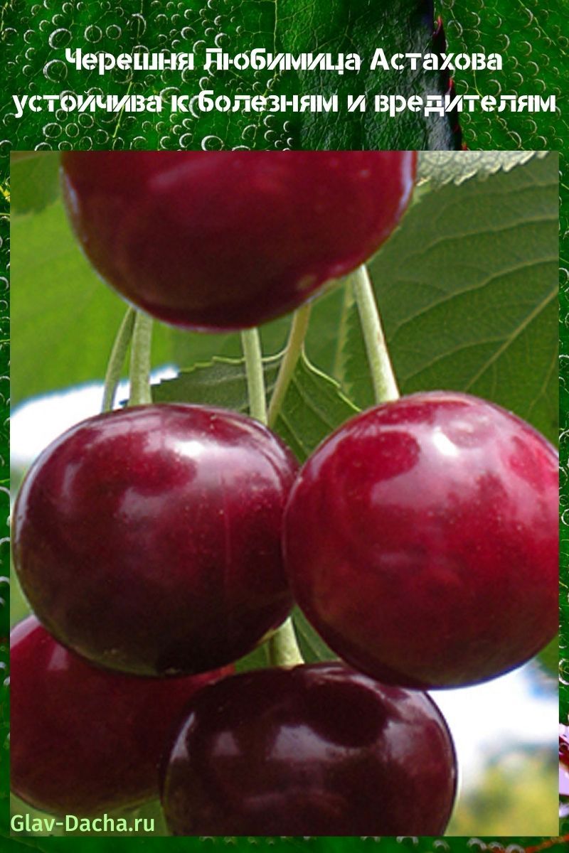 cerise Lyubimitsa Astakhova