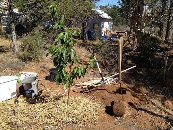 plantar cerezas en el campo