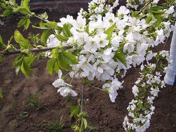 flores de cerezo Revna