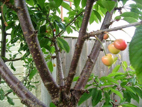 temps de maturation des cerises