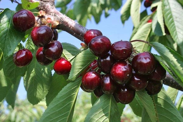 grado de cereza Revna