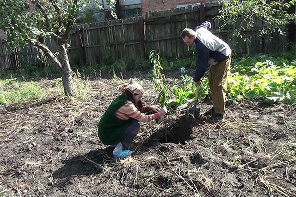 planter des cerises dans la datcha de la région de Moscou