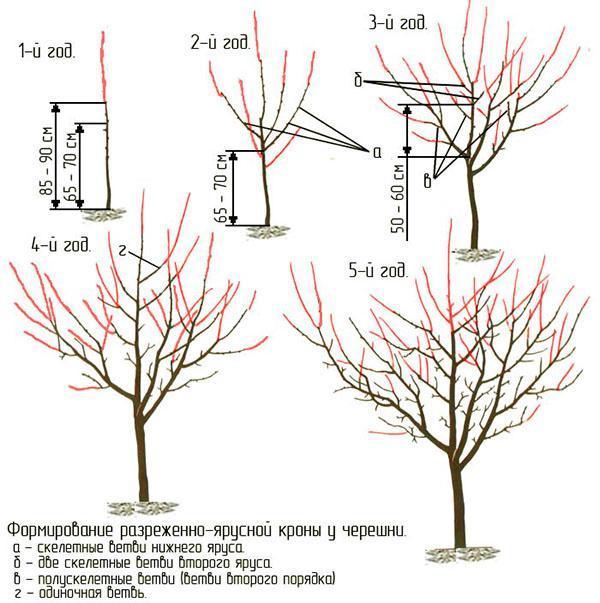 Schéma de formation de la couronne de cerisier