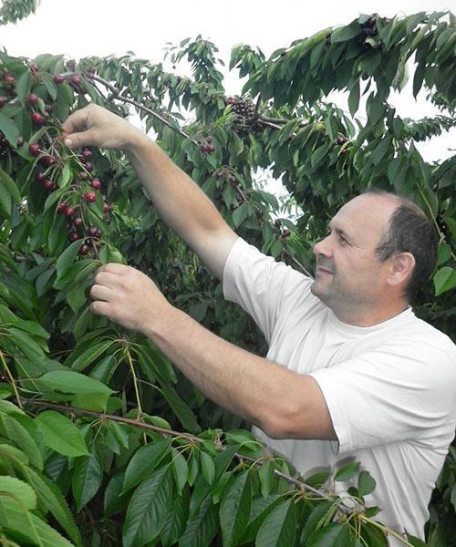 cosecha de la cereza