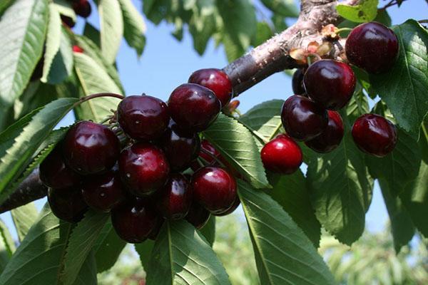 cerezas para preparaciones caseras