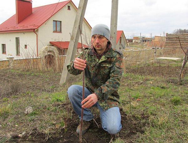 planter un semis de cerisier Valery Chkalov