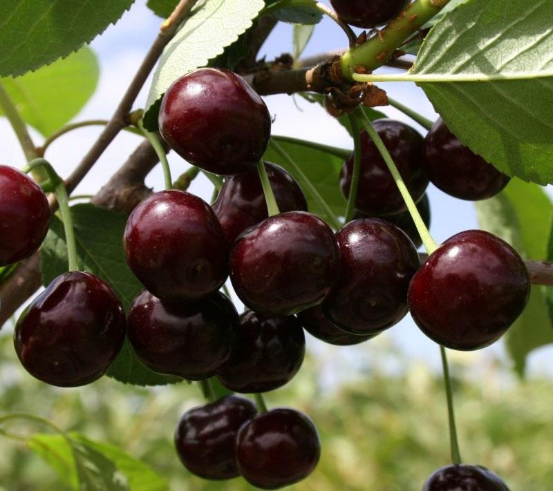 variété Infirmière