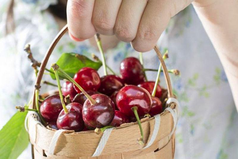 abundante cosecha de cerezas