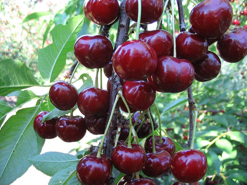 variétés de cerises Spartanka