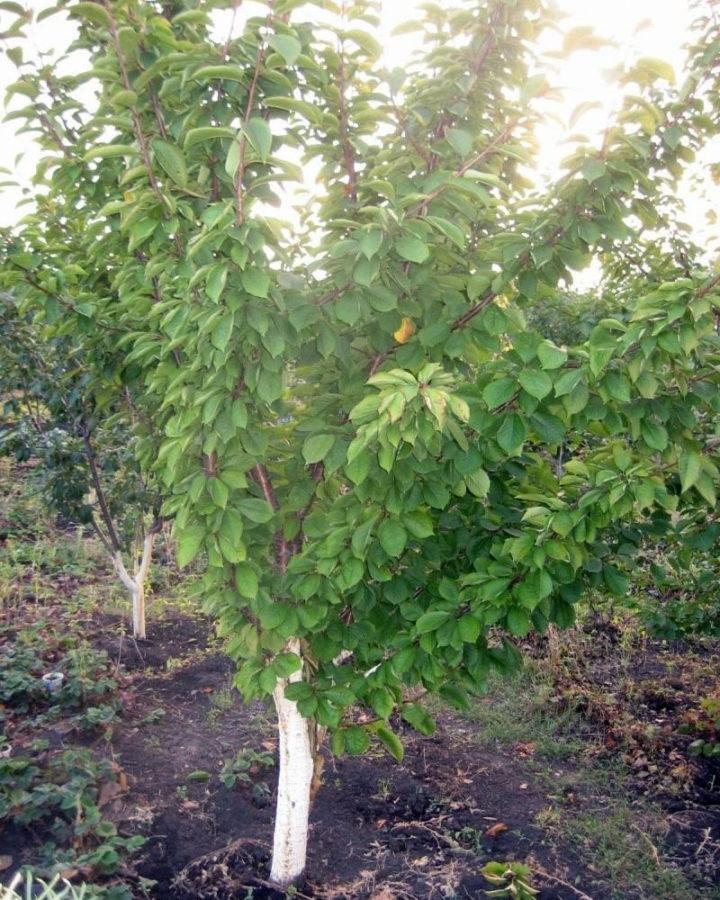 Cherry Duke à leur chalet d'été
