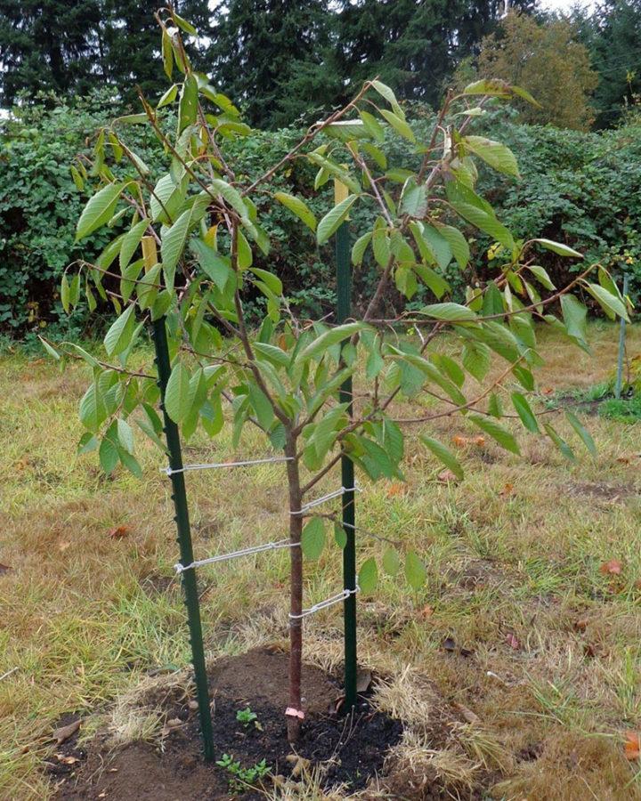 endroit où poussent les cerises