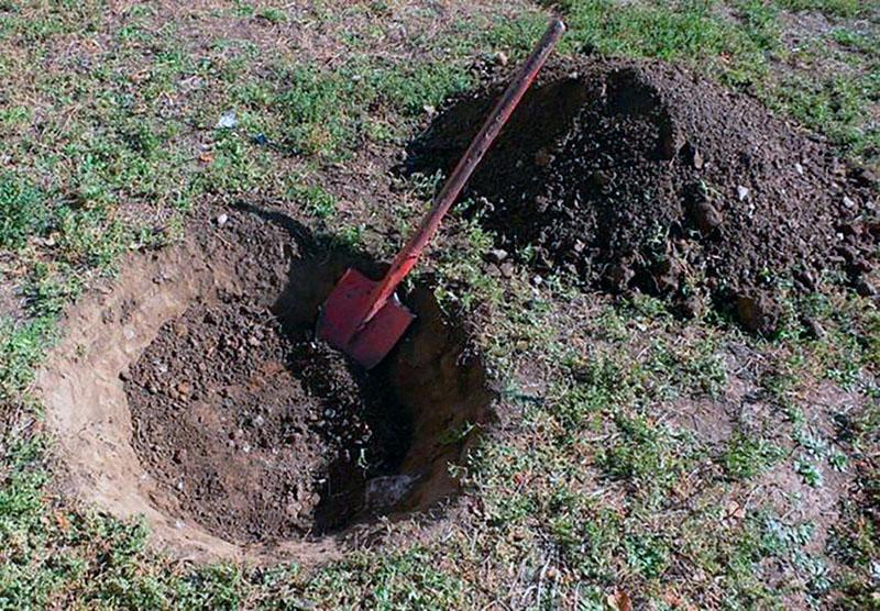 préparation de la fosse pour la plantation