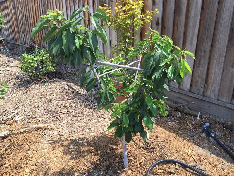 plantar una plántula en el sitio