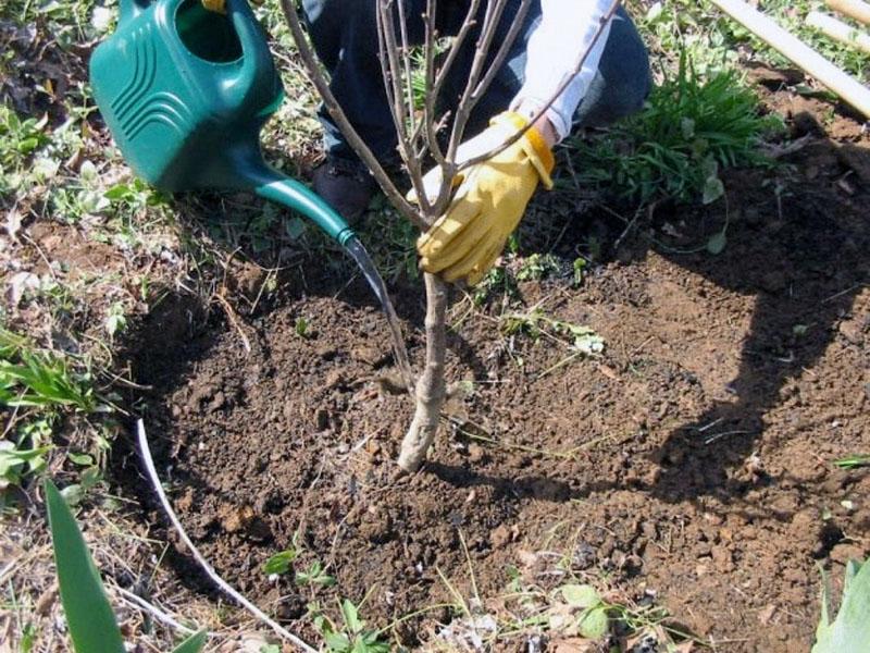 regando una plántula de cereza