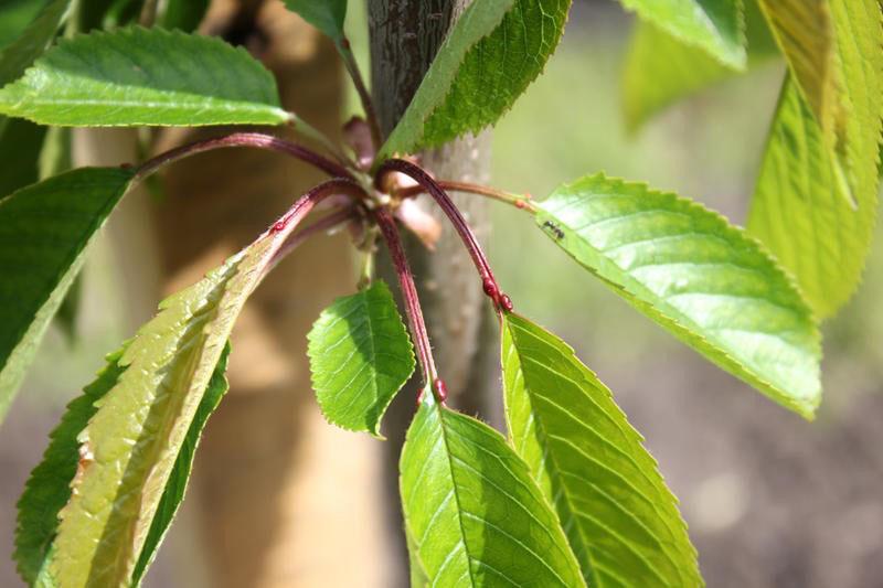 hojas de cerezo duque