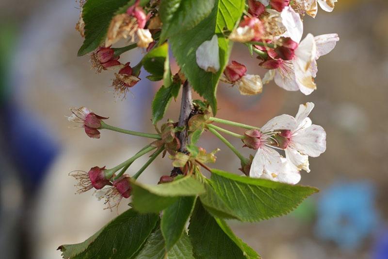 fleurs de cerisier