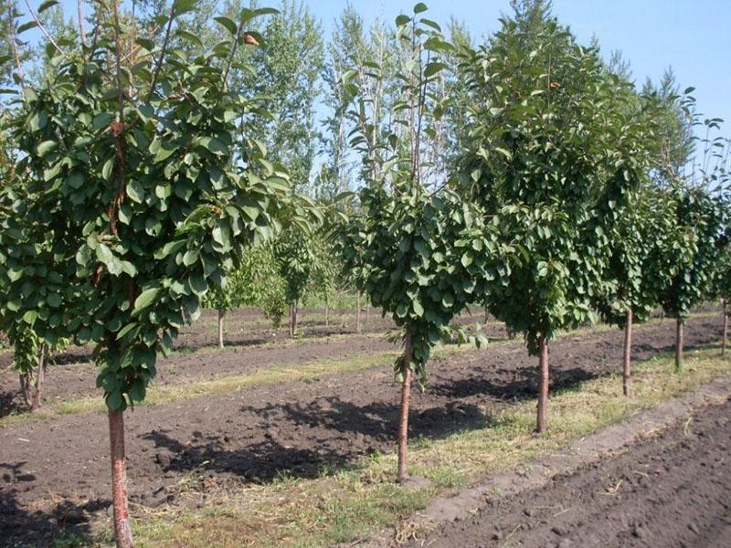 duque de cereza dulce y sus beneficios