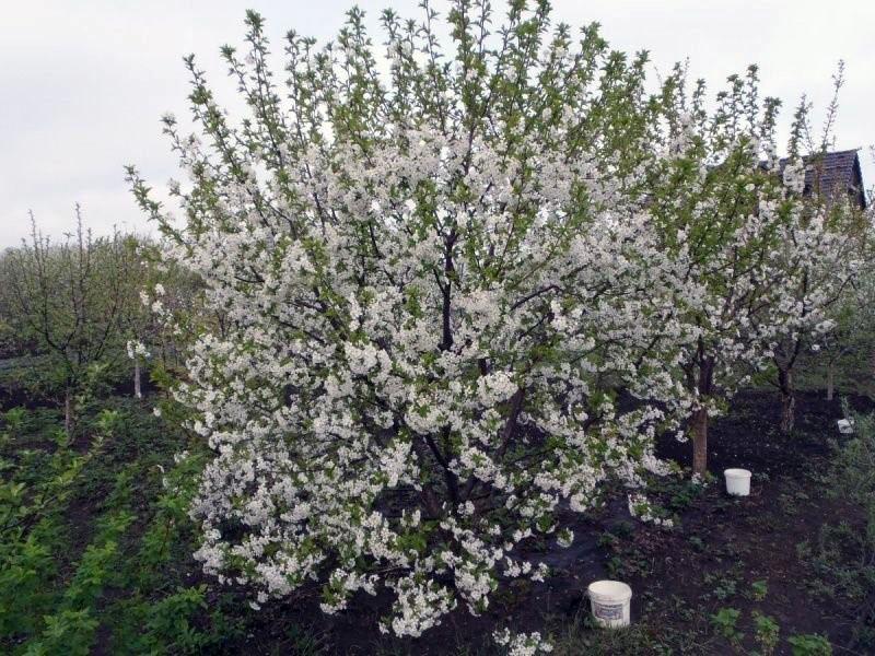 las cerezas necesitan una poda regular