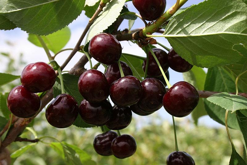 duc de cerises juteuses sucrées